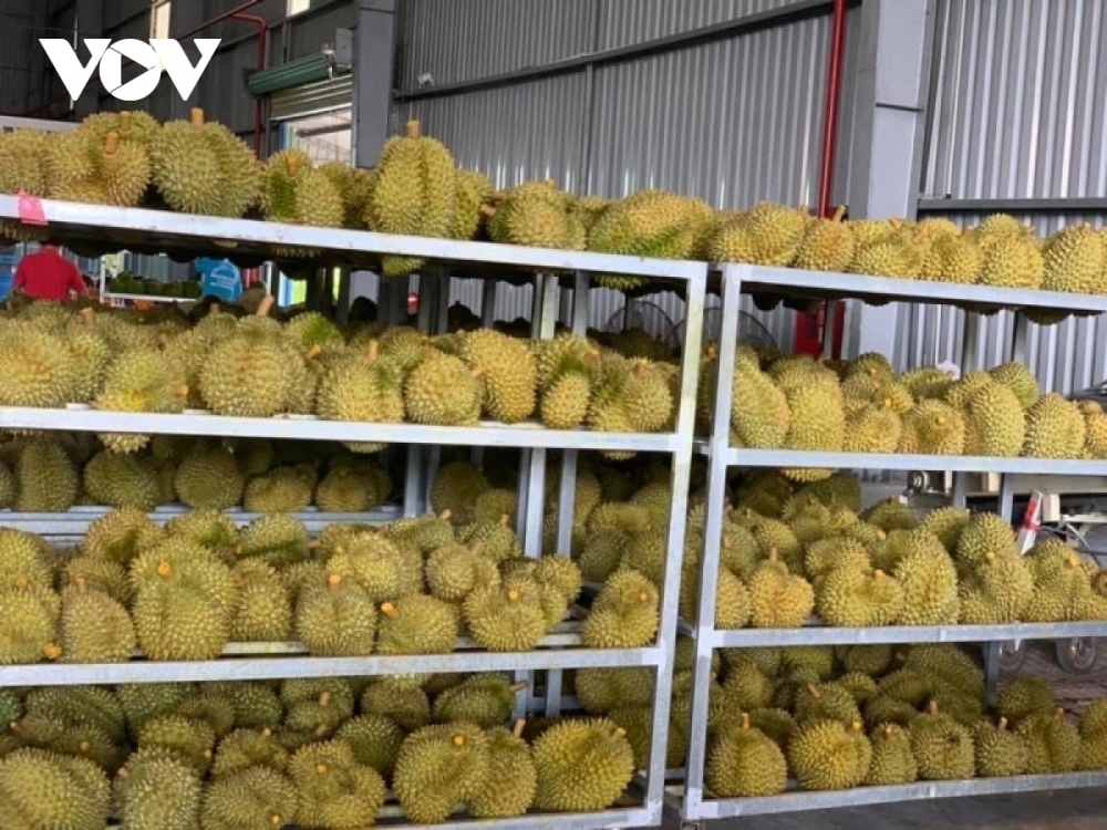 Trung Quốc nhập khẩu nhiều sầu riêng từ Việt Nam (Ảnh minh họa)