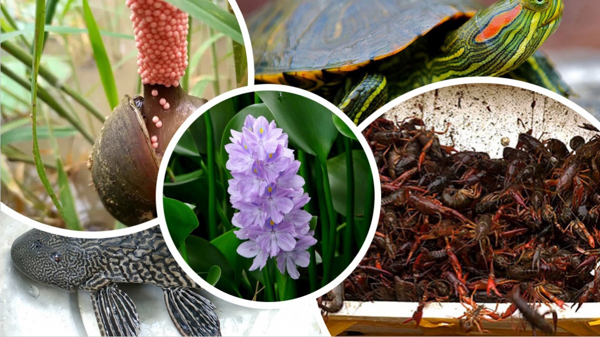 Một số sinh vật ngoại lai dưới nước ở Việt Nam - Ảnh minh họa: KT