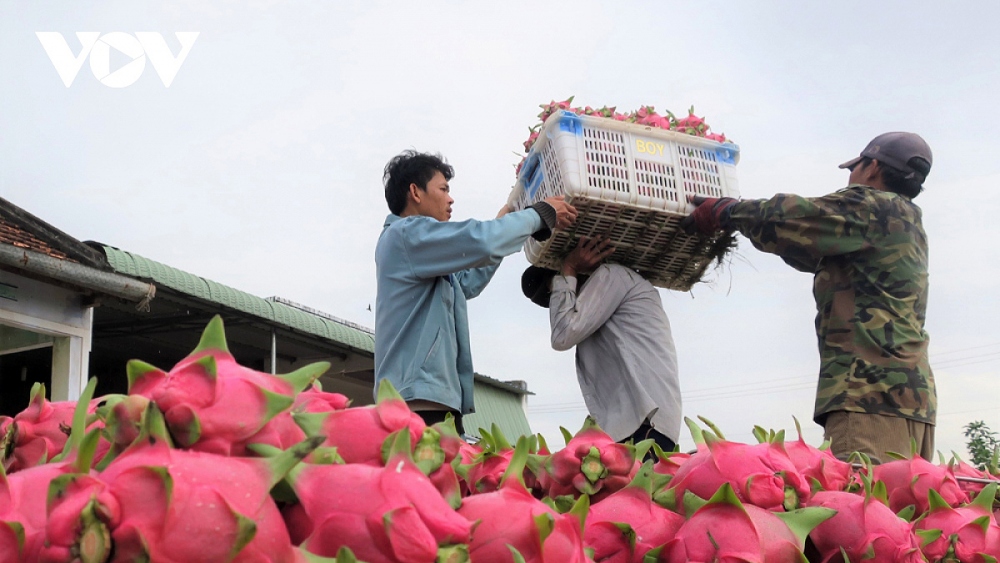 Hiện thanh long xuất khẩu sang Vương quốc Anh vẫn diễn ra bình thường