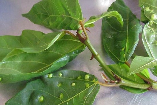 Lá sung cũng được dùng để chế thuốc bổ cho người mới ốm dậy
