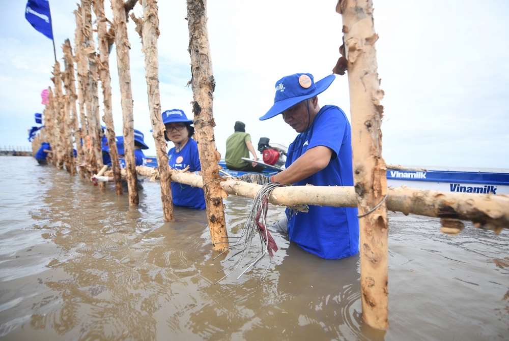 Khu vực khoanh nuôi tái sinh rừng ngập mặn có diện tích 25ha do Vinamilk, Gaia chung tay thực hiện tại Vườn Quốc gia Mũi Cà Mau