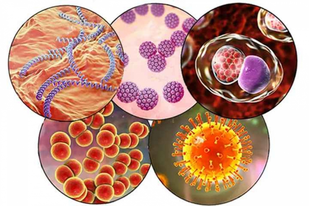 Có hàng chục loại vi khuẩn, virus gây bệnh lây truyền qua quan hệ tình dục