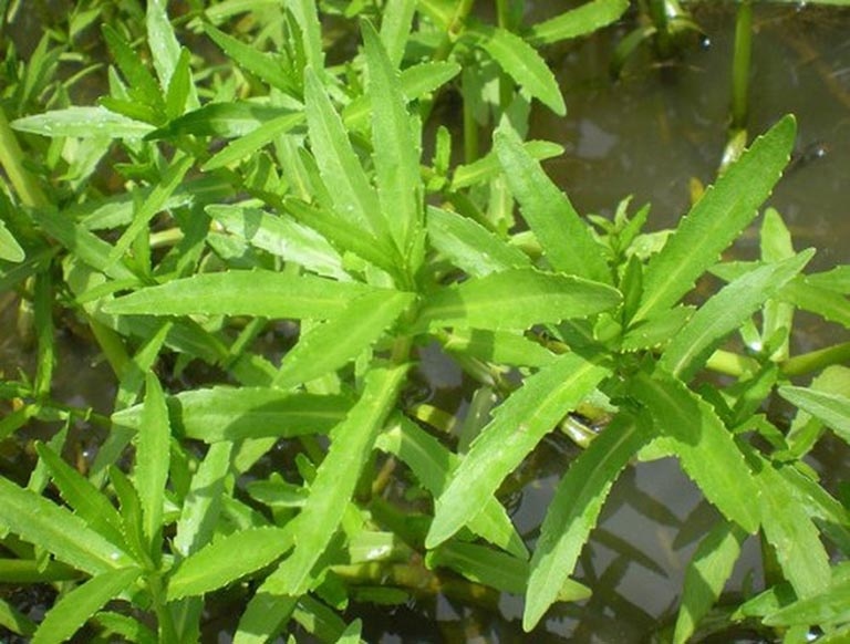 (Ảnh minh họa)