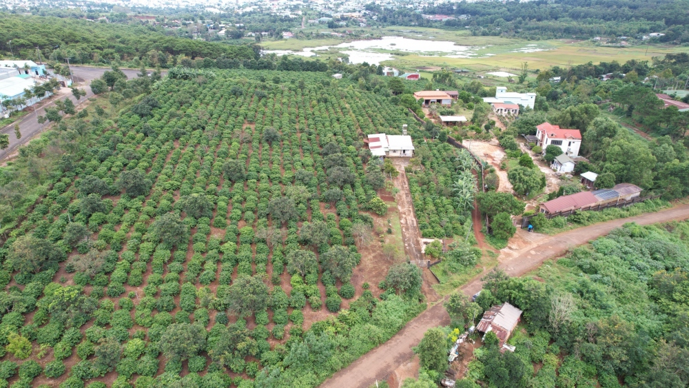 Một phần diện tích đất lâm nghiệp bị gia đình ông Nguyễn Đức và các cá nhân khác chiếm dụng làm nhà và rẫy. (Ảnh: Nguyễn Thảo)