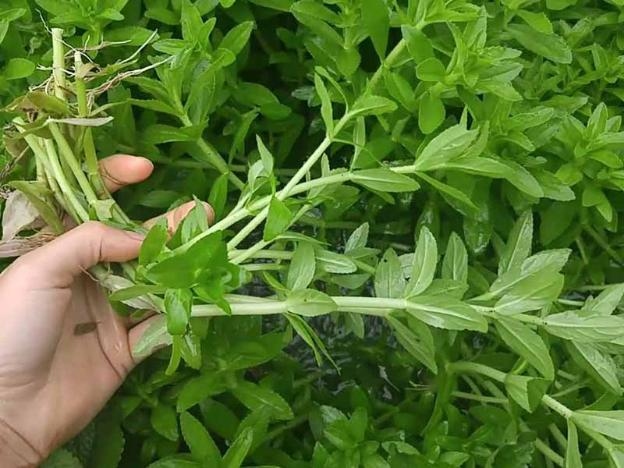 Cây rau ngổ rất tốt cho sức khoẻ.