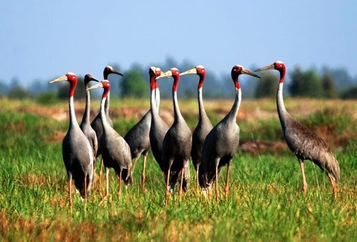 Red-crowned cranes (Photo: Internet)