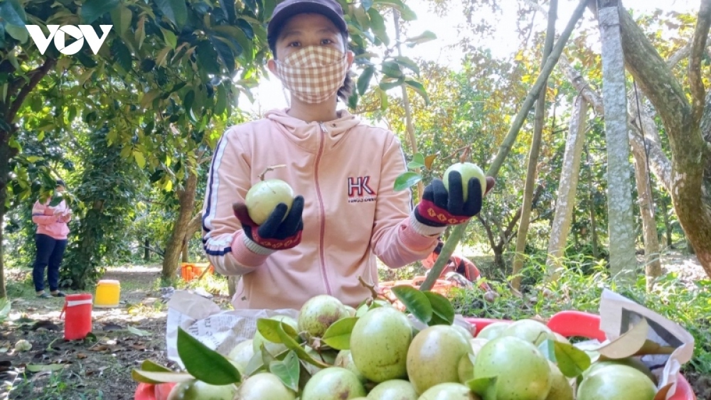 Đẩy mạnh tiêu thụ nông sản cho vùng miền núi, vùng sâu, vùng xa