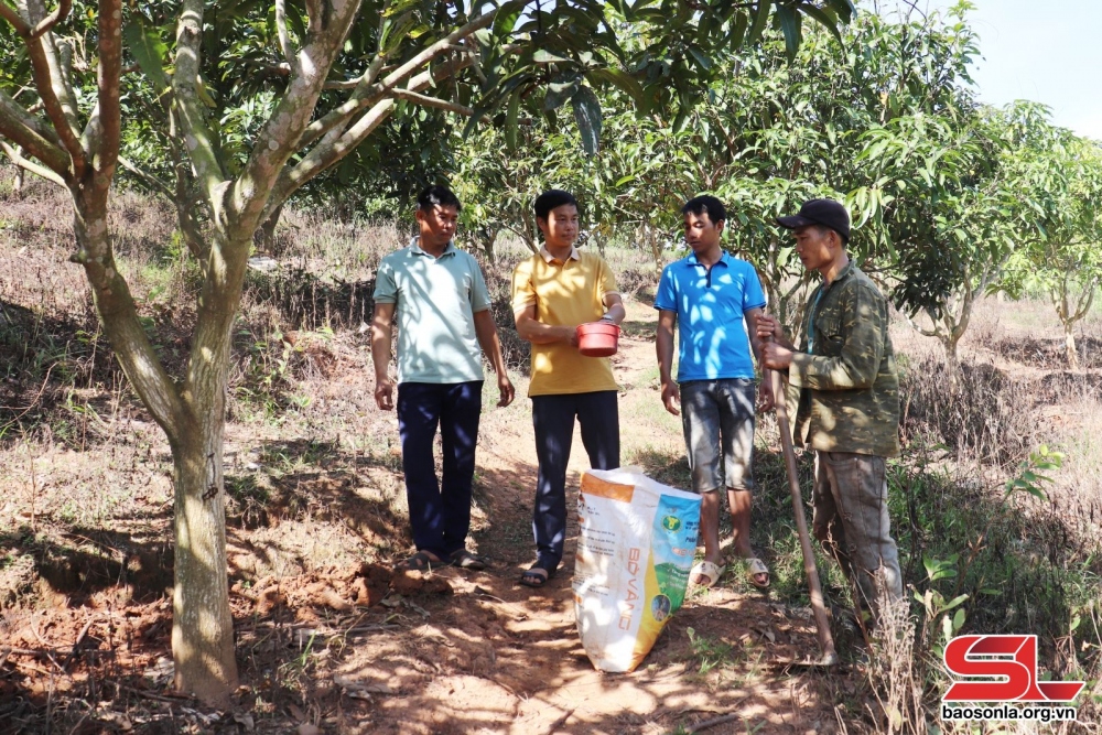 Cán bộ xã Mường Khiêng, huyện Thuận Châu, hướng dẫn bà con chăm sóc diện tích xoài sau thu hoạch