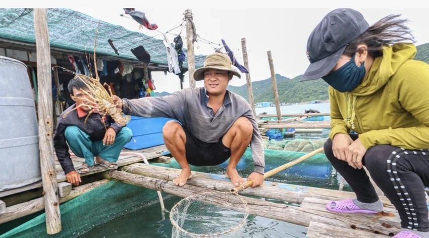 Nuôi tôm hùm bông ở Khánh Hoà. Ảnh: Xuân Hoát