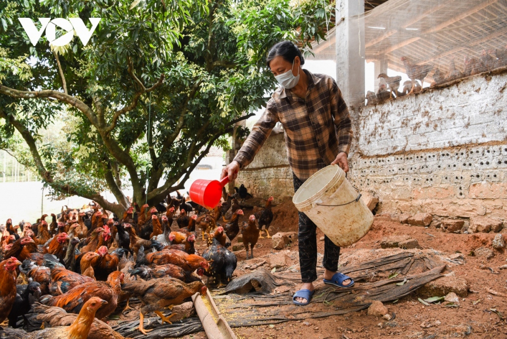 "Gà đồi Yên Thế" một trong những đặc sản nổi tiếng nhất huyện miền núi của tỉnh Bắc Giang
