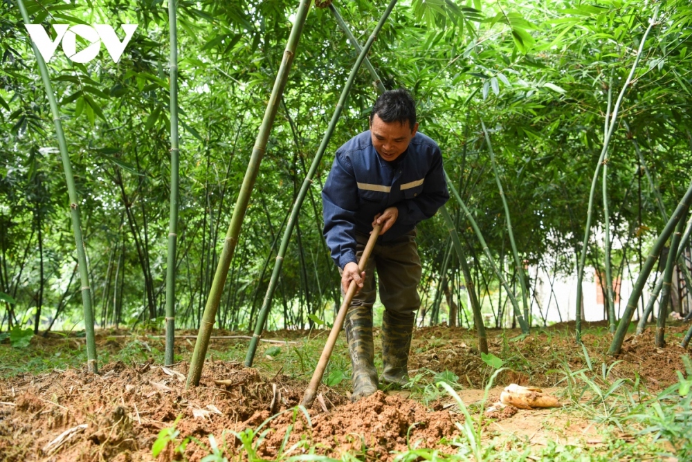 Sản phẩm măng lục trúc huyện Tân Yên được công nhận đạt hạng 4 sao
