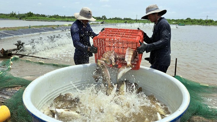 Thu hoạch cá chẽm tại một trang trại ở Sóc Trăng - Ảnh: Khắc Tâm