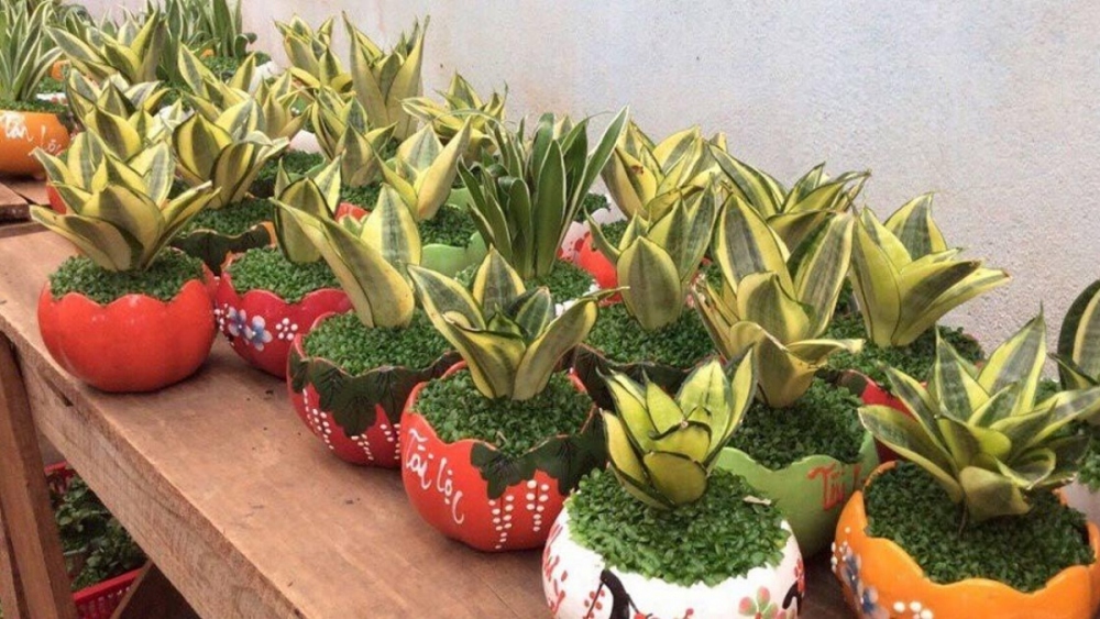 Cây lưỡi mèo.