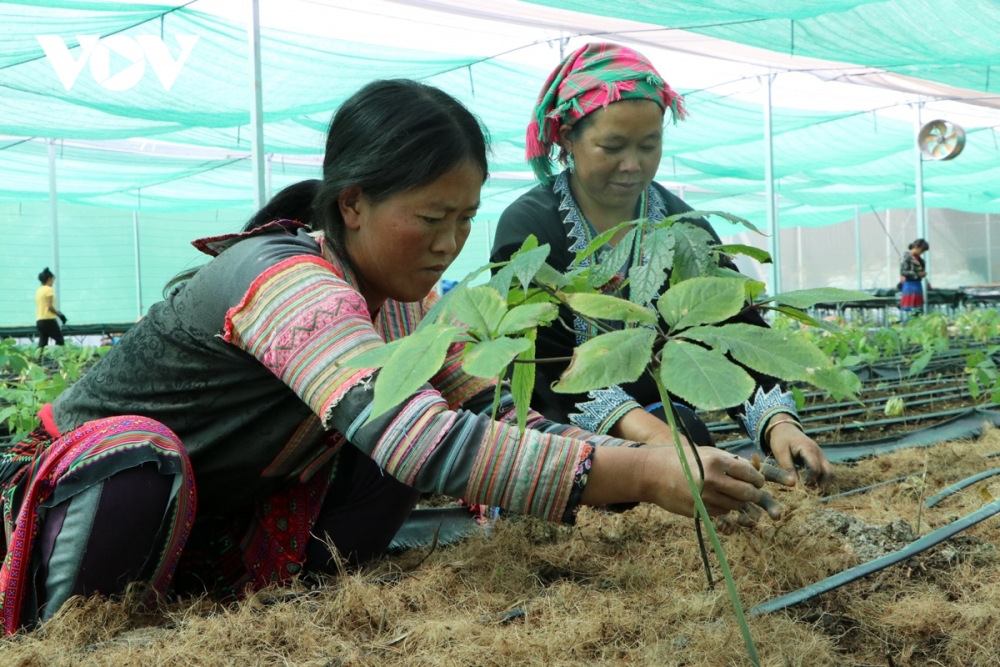 Cây dược liệu được xác định phù hợp phát triển tại huyện vùng cao Sìn Hồ, tỉnh Lai Châu