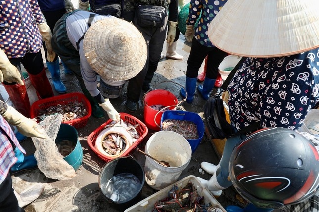 Hàng vào tới mép nước, cả chục thương lái đã vây kín. Hầu hết, các thương lái sẽ tự phân loại và thu mua trực tiếp