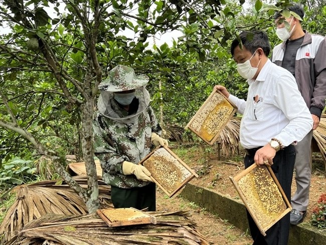 Những đàn ong mật đang là chiếc phao “cứu cánh” trong phát triển kinh tế của nhiều hộ dân (Ảnh minh họa: KT)