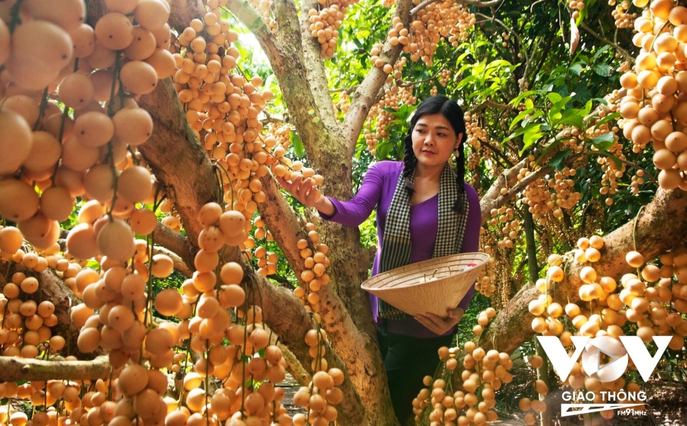Du lịch sinh thái gắn với vườn cây ăn trái là "đặc sản" của cụm du lịch phía Đông ĐBSCL mà các tỉnh khai thác hơn 10 năm nay là: Tiền Giang, Bến Tre, Vĩnh Long. Hiện nay loại hình này gần như "bội thực" khi nhiều địa phương cùng khai thác dẫn đến trùng lắp