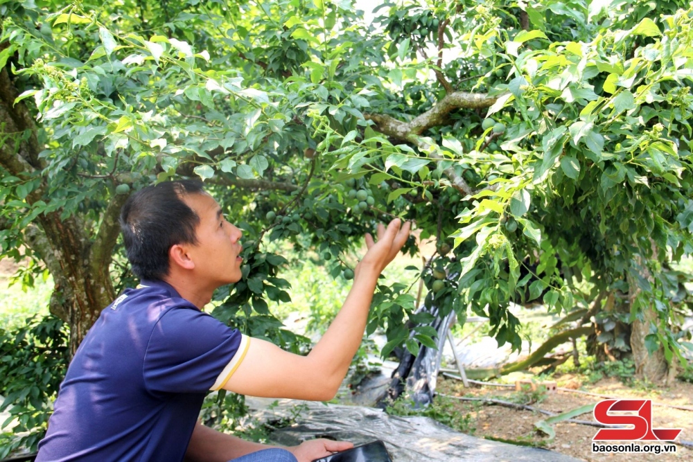 Nông dân xã Phiêng Khoài, huyện Yên Châu kiểm tra sự phát triển của mận trái vụ
