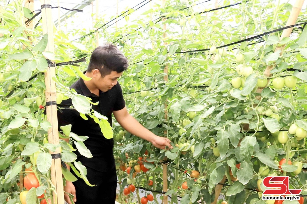 Mô hình trồng cà chua trong nhà màng của hộ dân xã Tân Lập, huyện Mộc Châu