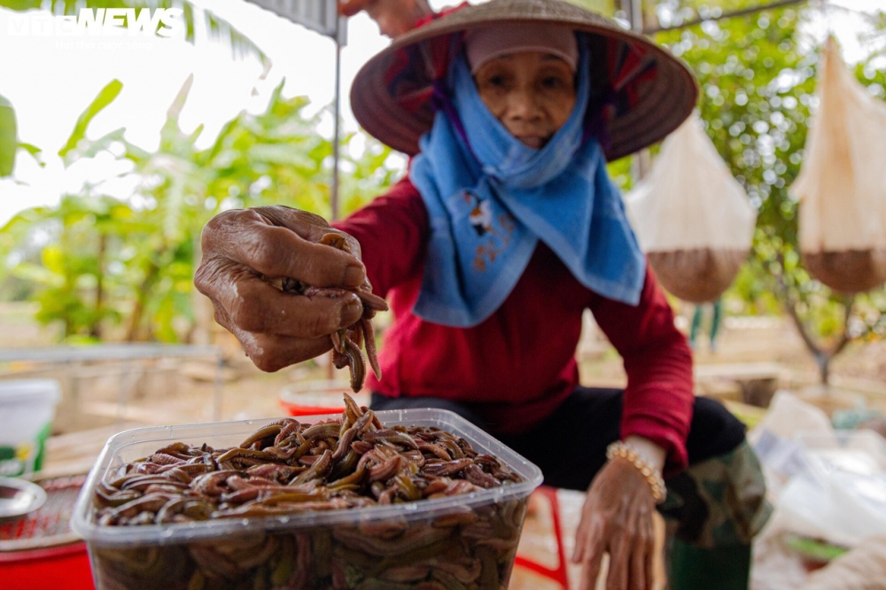 Rươi thành phẩm đóng hộp