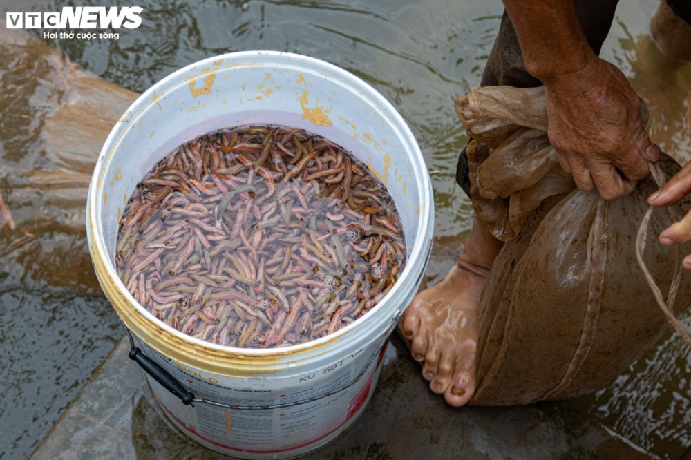 Những hộ làm nghề rươi lâu năm thường xây các cửa đập nhỏ đưa nước từ sông vào ruộng, khi rươi nổi lên sẽ tháo nước để rươi chảy vào túi lưới, cứ sau 10 - 15 phút lại kiểm tra lưới để rớt rươi lên. Rươi vớt lên sẽ được đổ vào túi lưới, treo lên cho nhả bớt nhớt và để ráo nước