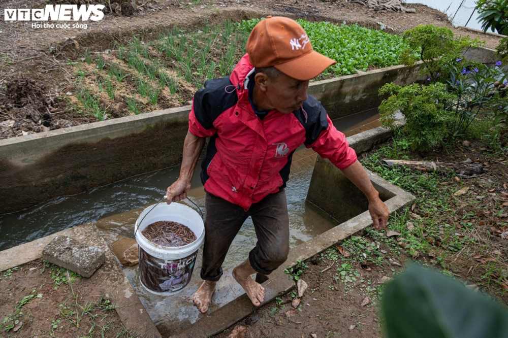 Theo kinh nghiệm của ông Tơ, tùy vào diện tích ao của mỗi nhà, người dân sẽ thu hoạch vào tháng 9, tháng 10 và tháng 11 (âm lịch). Tháng 9, thông thường các chủ hộ sẽ thu hoạch vào ban đêm, rươi tháng 9 cũng rất ngon nhưng việc thu hoạch sẽ vất vả hơn, người dân sẽ ít đi mua đêm mà chỉ đổ được cho thương lái.