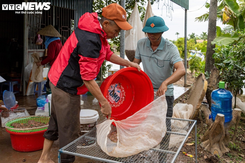 Sản lượng của tháng 9, 10 sẽ không bằng tháng 11, chủ yếu rươi tháng 11 được người dân ở đây bán cho Trung Quốc, nhà hàng đóng tủ đông nên đôi khi rươi tháng 11 sẽ rẻ hơn một chút