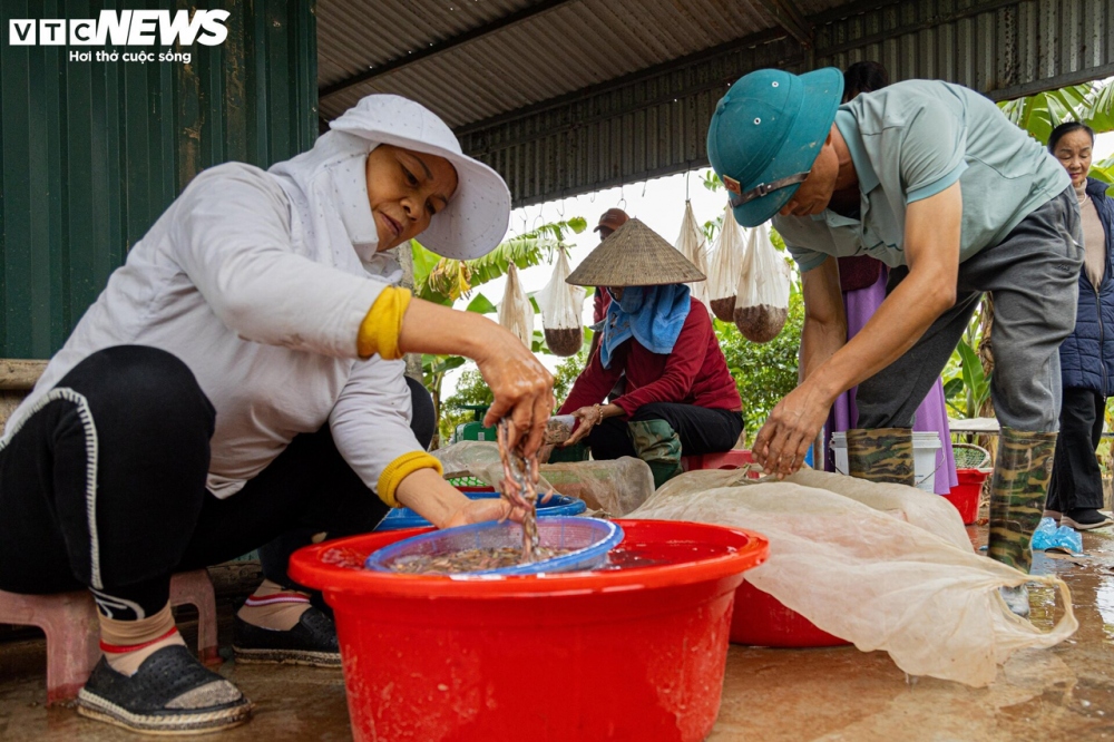 Rươi sau khi vớt sẽ được đổ vào trong rổ để rửa, nhặt sơ tạp chất rồi được đóng hộp