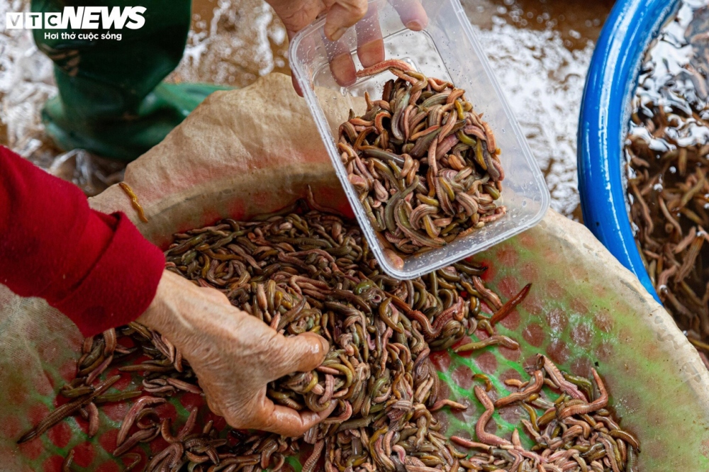 Rươi làm sạch đóng từng hộp 1kg với giá bán 300.000 đồng/kg