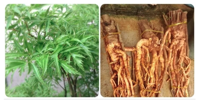 Đinh lăng rất tốt cho sức khỏe