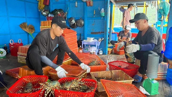 Tôm hùm bông khó xuất khẩu sang Trung Quốc khiến người nuôi lo lắng - Ảnh minh họa: Minh Nguyệt