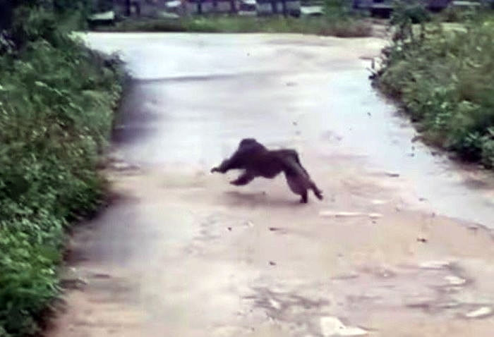 Cá thể khỉ hung hãn tấn công khiến 3 người dân ở Quảng Nam bị thương