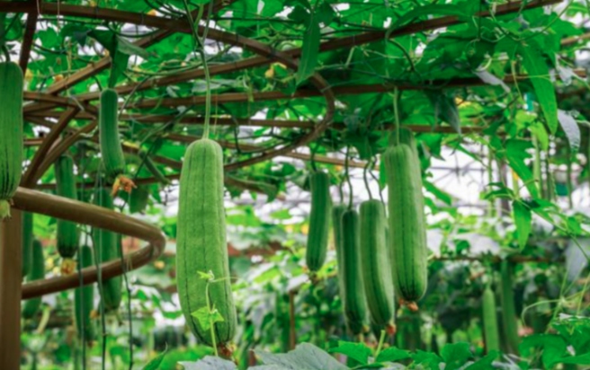 Mướp được trồng ở nhiều nơi trên thế giới (Nguồn Sohu)