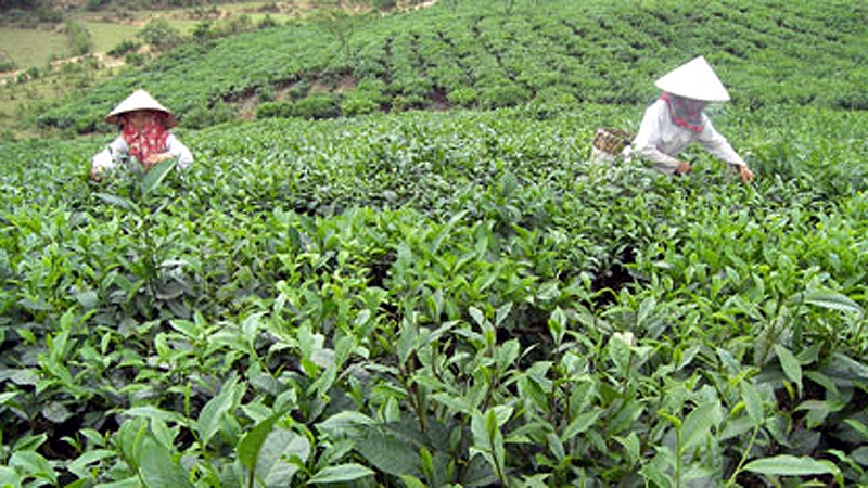 Trồng chè tập trung đã giúp nâng cao thu nhập cho bà con nông dân - Ảnh: laocai.gov