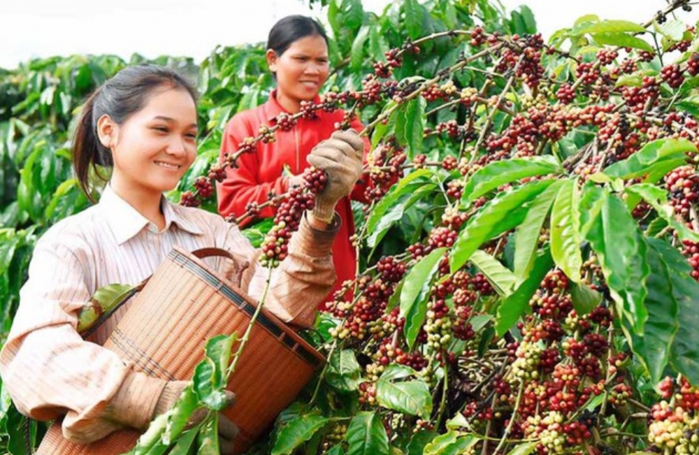 Khẩn trương trình Thủ tướng Chính phủ phê duyệt Đề án phát triển các cây công nghiệp chủ lực