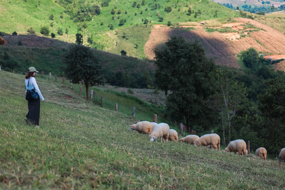 Trang trại cừu Akha Farmville là một trong những điểm đến mới ở Chiang Rai.