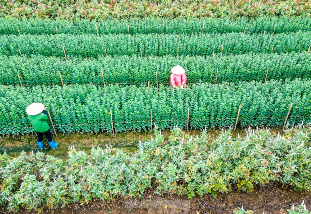For many years growing flowers has provided extra opportunities which has helped local farmers to remarkably improve their living conditions.
