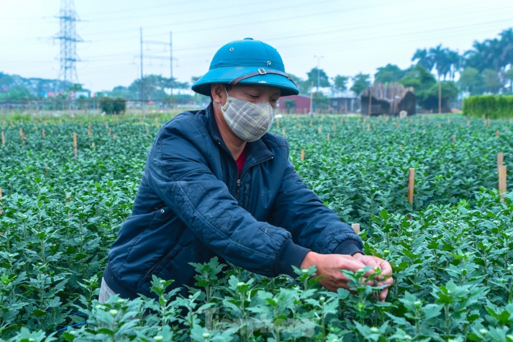 Flowers are carefully handled in order to ensure that they bloom beautifully just in time for Tet.
