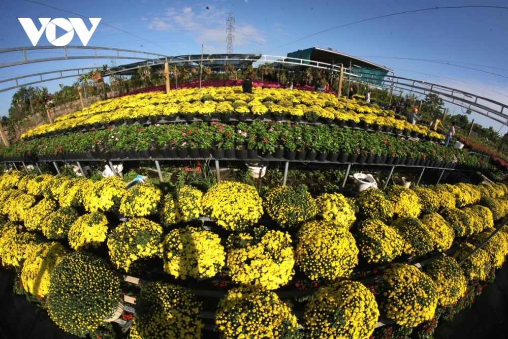 Flower farmers in Sa Dec have also prepared new and fascinating flowers over the past few months in order to showcase them at the upcoming festival.