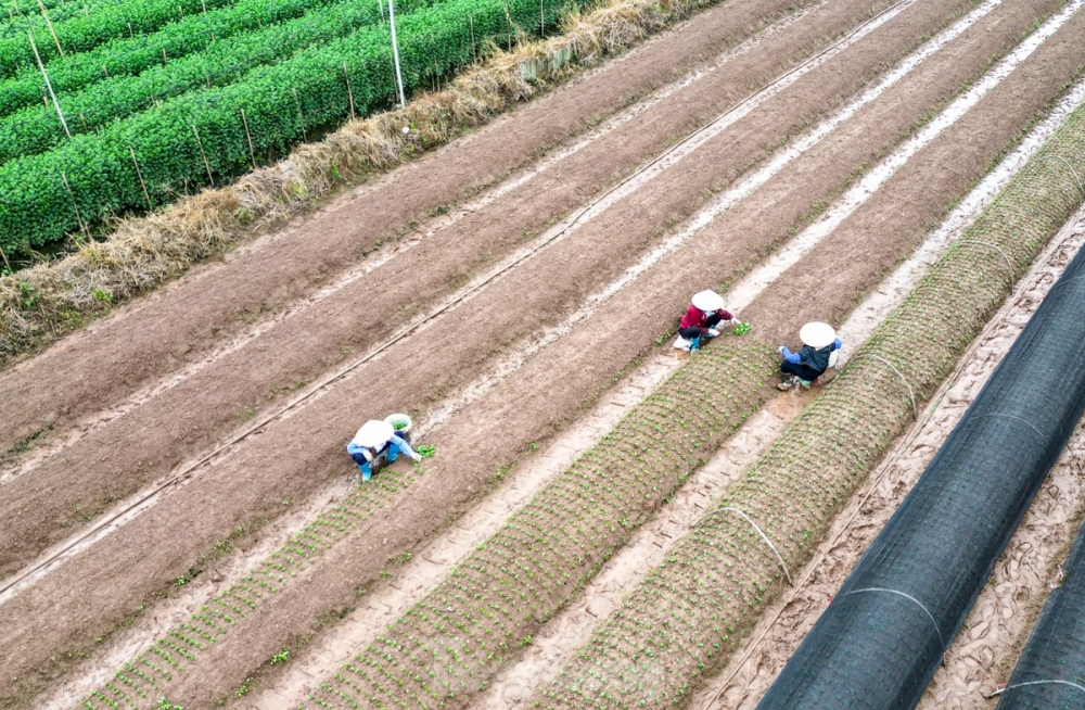 Tay Tuu flower village provides a vast quantity of fresh flowers for Tet for the entirety of the northern region.