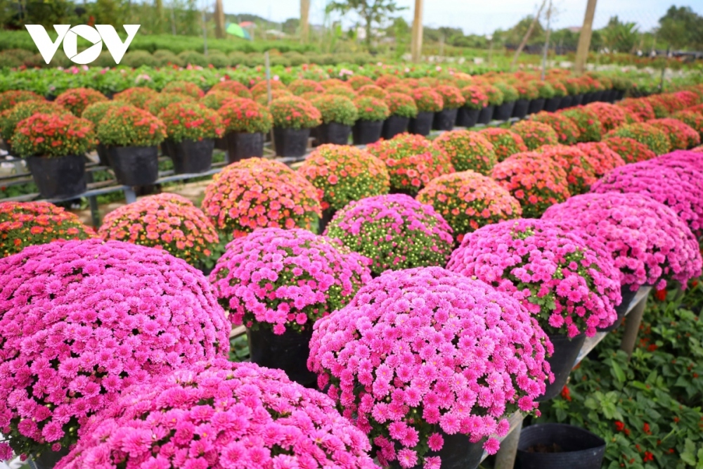 The function also seeks to stimulate the growth of the flower and ornamental industry in combination with agricultural tourism development and the national One Commune, One Product (OCOP) programme.