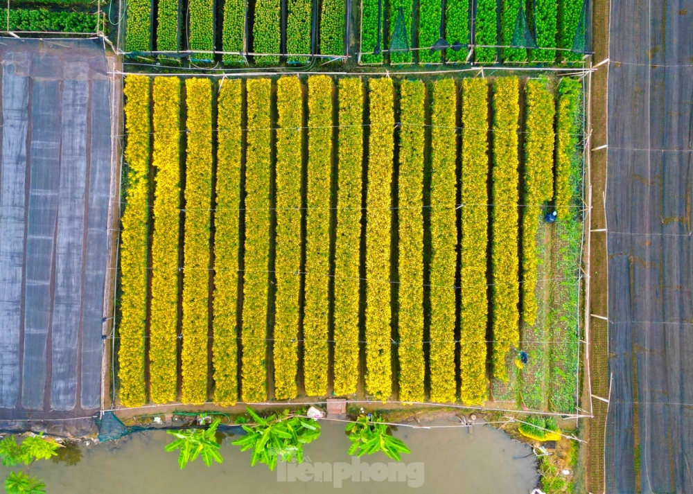 Lilies, roses, and chrysanthemums are among the most popular flowers grown in Tay Tuu village.