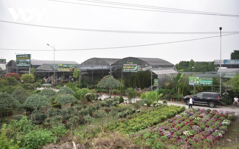 As a large flower hub located close to Hanoi, Xuan Quan flower village has emerged as a popular destination among flower lovers.