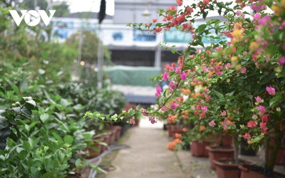Most customers travel to the village due to the ample supply and reasonable prices on offer.