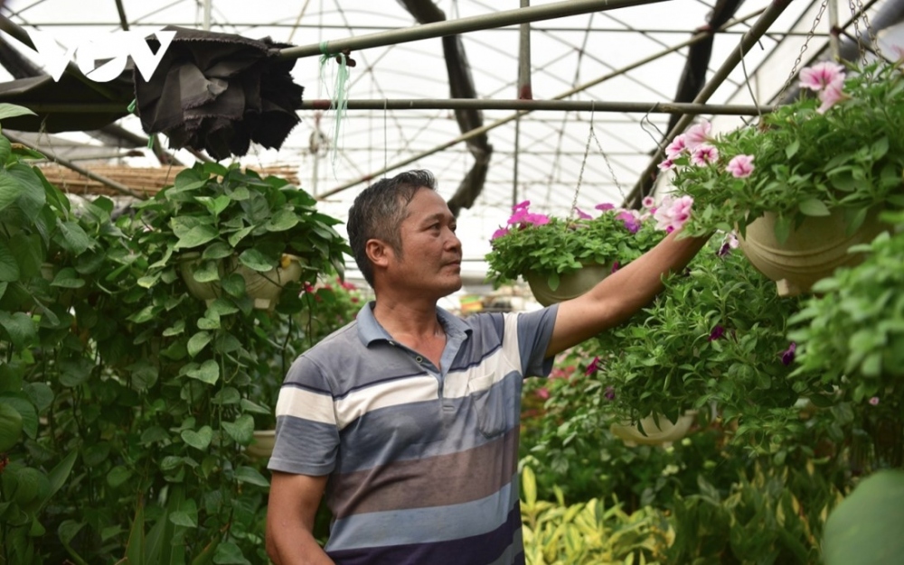 Xuan Quan farmers plant various kinds of petunias.