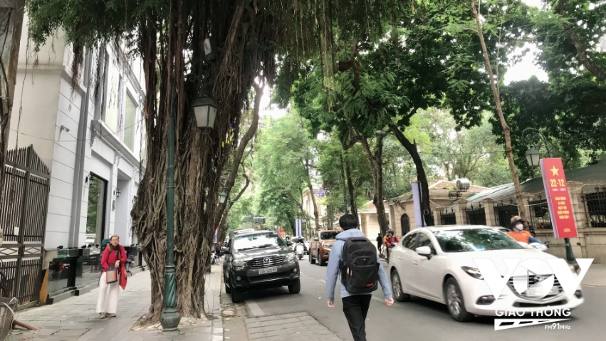 Cây đa trên phố Tràng Thi (Ảnh: Ái Kiều)
