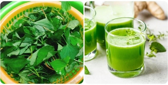 Rau diếp cá rất tốt cho sức khoẻ