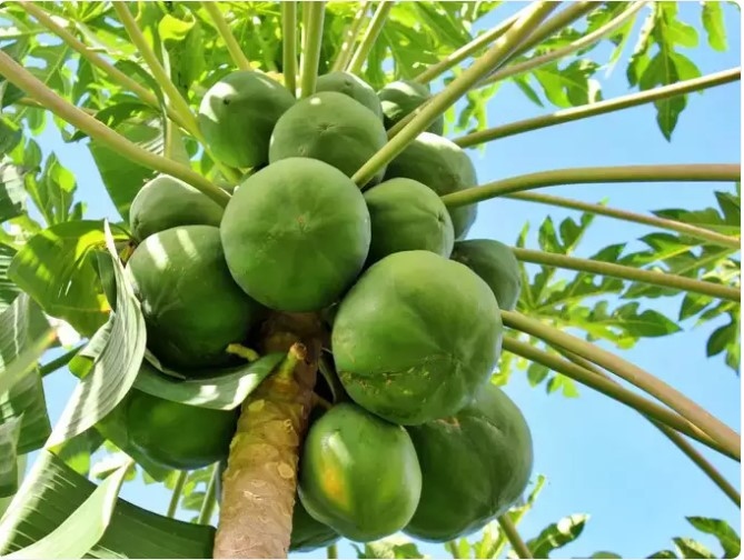 Đu đủ xanh khi mang thai: Phụ nữ mang thai được khuyên nên tránh ăn đu đủ chưa chín, vì nó chứa nồng độ mủ cao hơn và kích thích các cơn co thắt khiến thai nhi bị ảnh hưởng.