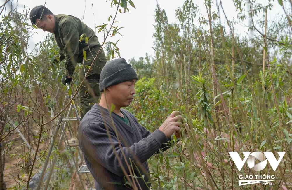 Một số nhà vườn khác thời điểm này vẫn đang tất bật hoàn thành việc xuống lá cho đào.