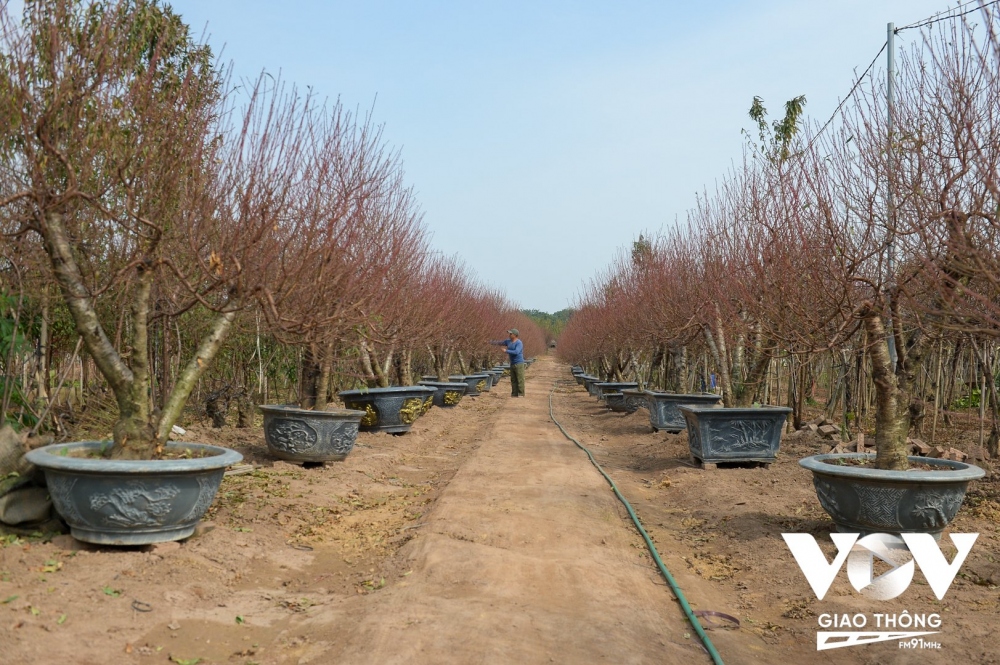 Thời điểm này các nhà vườn tại làng đào Nhật Tân (Hà Nội) đã đưa đào lên chậu để phục vụ người dân chơi tết.